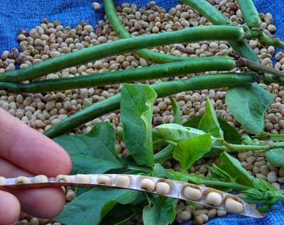 White Acre Southern Pea (Cowpea) 28 g White Acre Southern Pea (Cowpea) 28 g