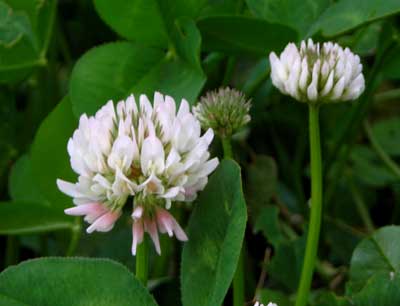 White Dutch Clover COVER CROP 114 g White Dutch Clover COVER CROP 114 g