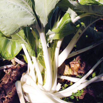 White-Stemmed Pak Choi CABBAGE, CHINESE 2 g White-Stemmed Pak Choi CABBAGE, CHINESE 2 g