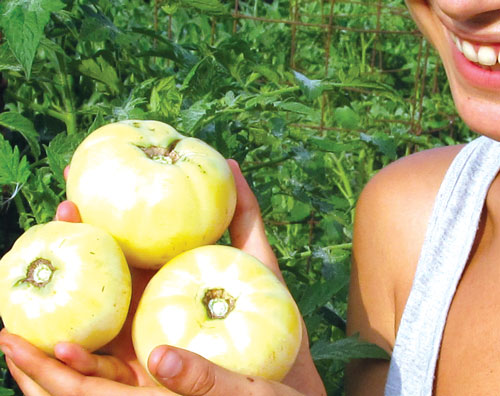 white wonder tomato