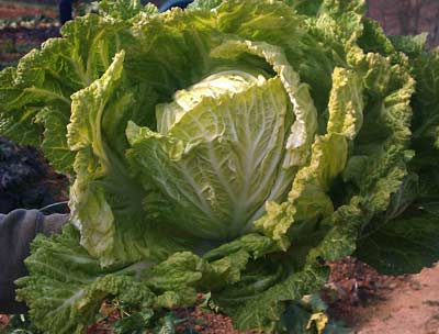 Wong Bok CABBAGE, CHINESE 2 g