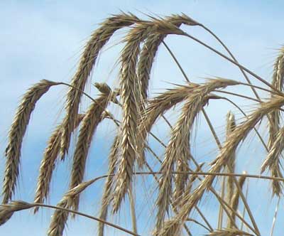 Wren's Abruzzi Winter Rye GRAIN 1816 g Wren's Abruzzi Winter Rye GRAIN 1816 g