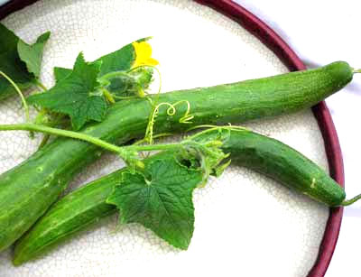 Yamato CUCUMBER, ASIAN 2 g