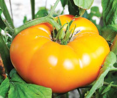 Yellow Brandywine TOMATO 0.16 g Yellow Brandywine TOMATO 0.16 g