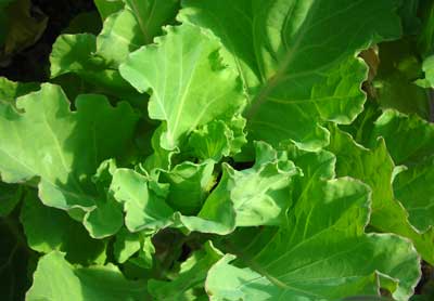 Yellow Cabbage Collards COLLARDS 14 g Yellow Cabbage Collards COLLARDS 14 g