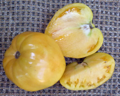 Yellow Oxheart TOMATO 0.16 g Yellow Oxheart TOMATO 0.16 g
