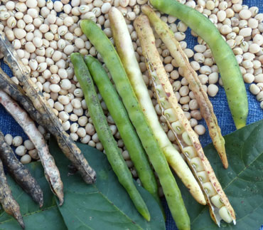 Yellow Ripper Southern Pea (Cowpea) 14 g Yellow Ripper Southern Pea (Cowpea) 14 g