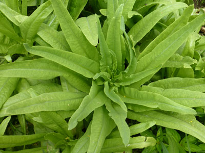 Sword Leaf (Yu Mai Tsai) LETTUCE, LOOSELEAF 0.5 g Sword Leaf (Yu Mai Tsai) LETTUCE, LOOSELEAF 0.5 g