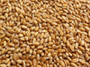 Wheat, Hard Winter, Nu East, bulk size: 4 lbs Wheat, Hard Winter, Nu East, bulk size: 4 lbs