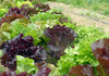 Wild Garden Lettuce Mix 0.5g Wild Garden Lettuce Mix 0.5g
