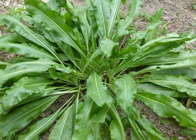 Woad - Herb 0.25g Woad - Herb 0.25g