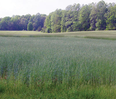 buckwheat cover crop