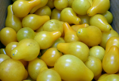Yellow Pear TOMATO, CHERRY 0.08 g Yellow Pear TOMATO, CHERRY 0.08 g