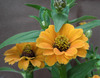 Zinnia, Peruviana Yellow FLOWER 1 g