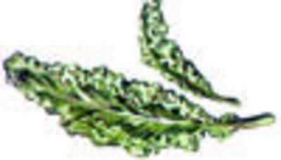 Category Image for Kale