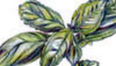 Category Image for Basil