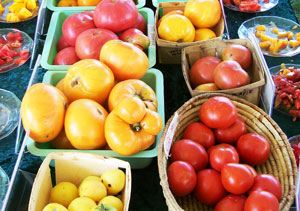 Tomato Tasting