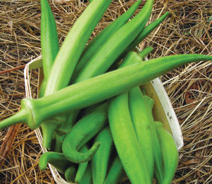 choppee okra