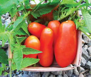 san marzano tomato