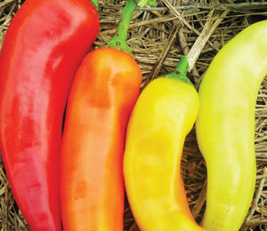 sweet banana peppers