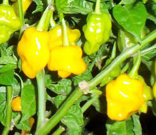 trinidad pepper