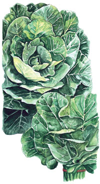 collards