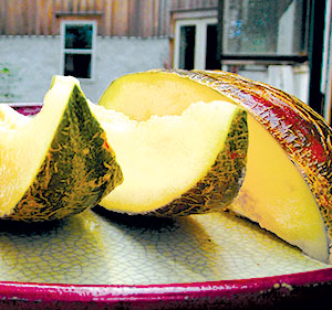 piel de sapo melon