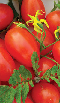 red pisa date heirloom italian tomato