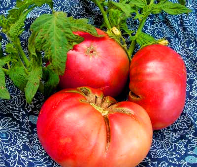 rosella purple tomato