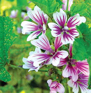 zebrina french hollyhock flower