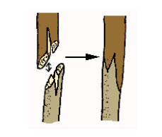 graft trees