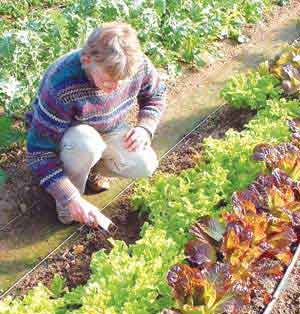 lettuce in the greenhouse