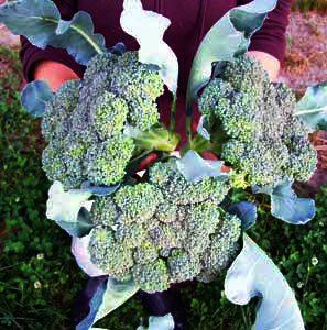 AOF nutribud broccoli