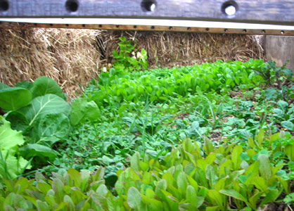 seedlings nestled into a cold frame