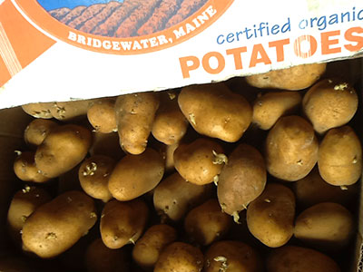 seed potatoes