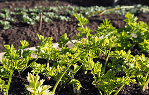plan your garden with the folks at SESE