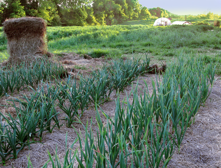 Growing Garlic From A Clove Southern Exposure Seed Exchange Growing Garlic From A Clove Southern Exposure Seed Exchange