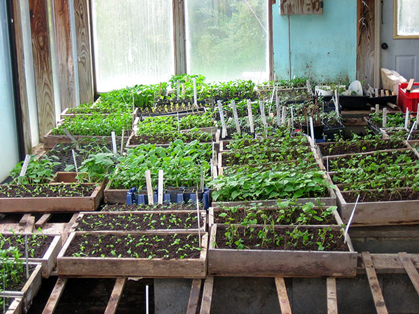 greenhouse-interior-with-seedling-flats Entrada de blog invitado: Comenzando plántulas