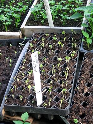 okra-seedlings-in-greenhouse Entrada de blog invitado: Comenzando plántulas