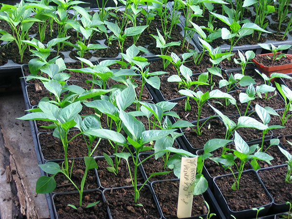 pepper-seedlings-in-greenhouse Entrada de blog invitado: Comenzando plántulas