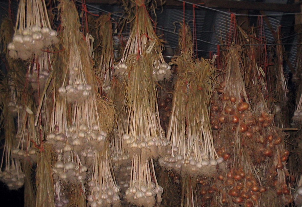hanging garlic cropcropped Growing Great Garlic por Ron Engeland - reseña del libro