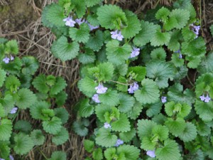 Hiedra de tierra | Intercambio de semillas de exposición al sur 2022 Hojas en forma de corazón y hermosas flores moradas.
