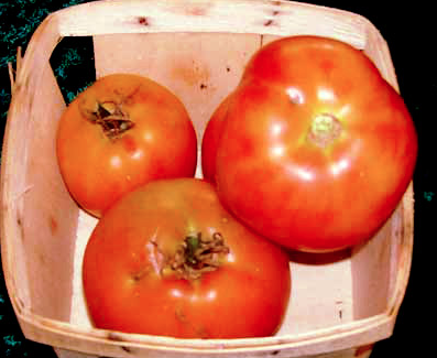 3 tomates de almacenamiento que puedes cultivar para comer tomates frescos el próximo invierno