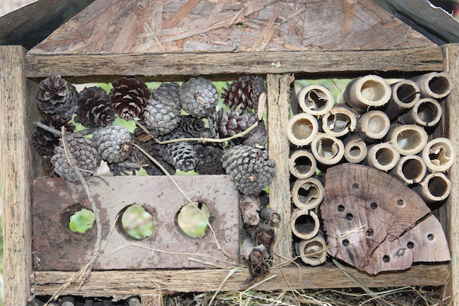 Hotel de insectos DIY | Intercambio de semillas de exposición al sur