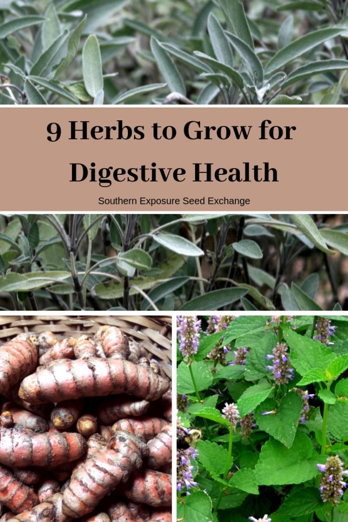 9 Herbs to Grow for Digestive Health Southern Exposure Seed Exchange