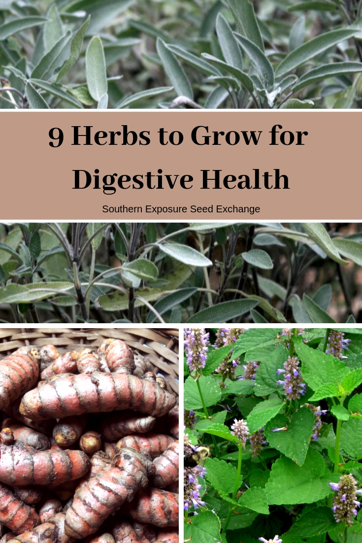 9 Herbs to Grow for Digestive Health Southern Exposure Seed Exchange