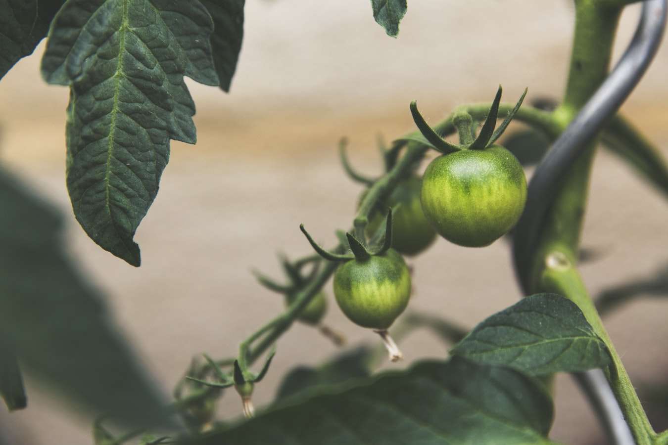 disease resistant tomatoes Southern Exposure Seed Exchange