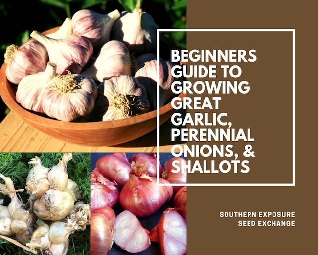 Guía para principiantes para cultivar ajo grande, cebollas perennes y chalotes