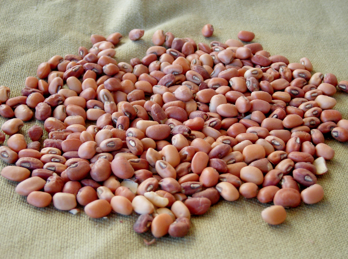 staple crops Southern Exposure Seed Exchange