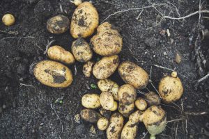 Cultivo, uso y almacenamiento de cultivos básicos Parte 1